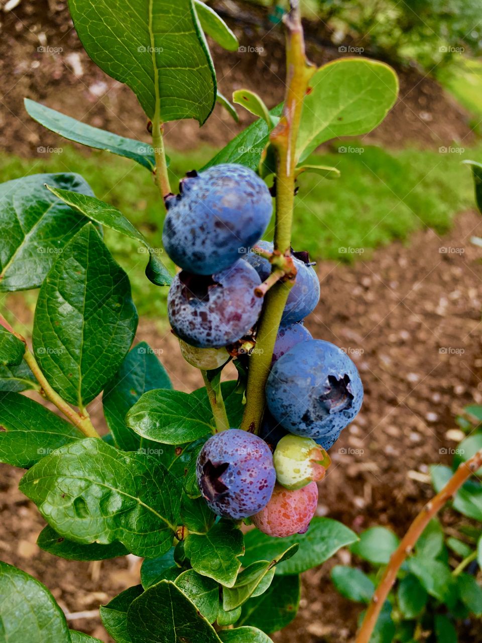 A mix of ripe and unripe blueberries on a branch 
