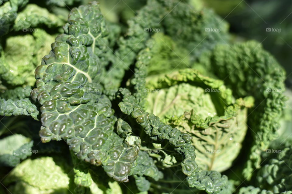 Green Savoy Cabbage