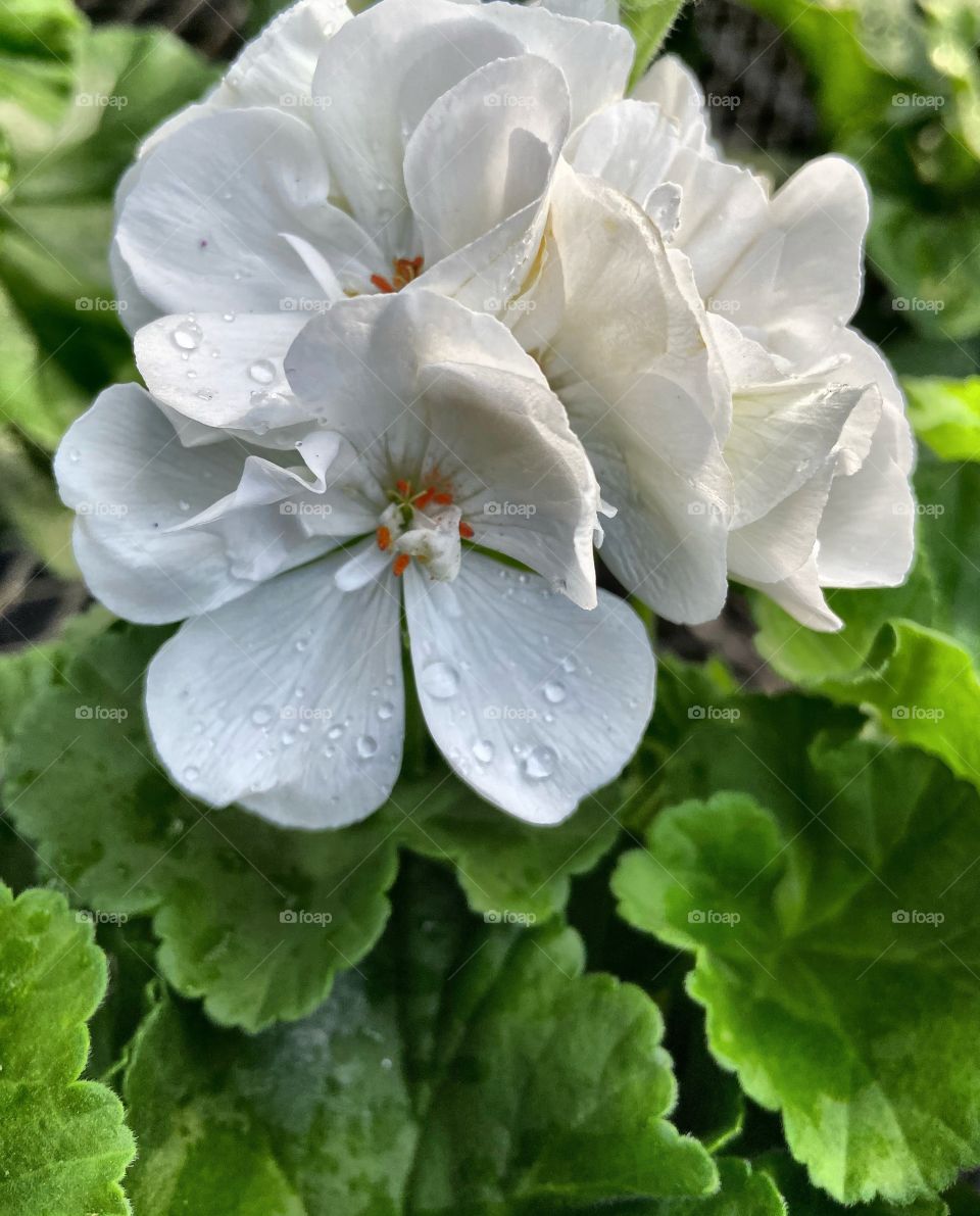 Beautiful white geranium with fresh raindrops 