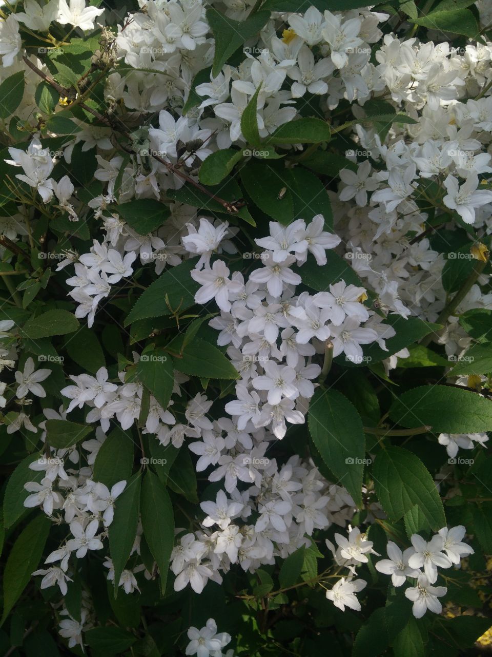 Pretty white hedgerow flowers close-up