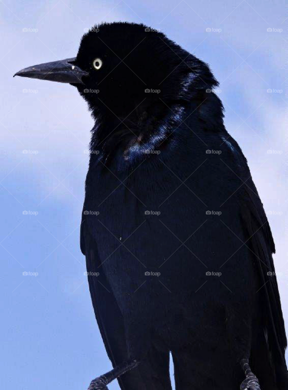Poe's crow