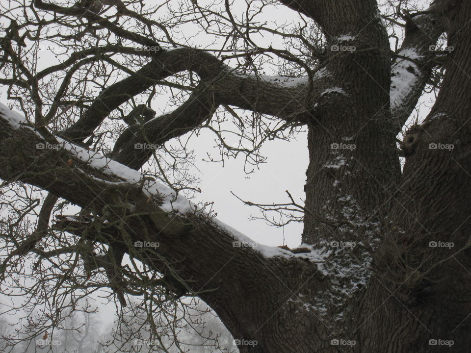 Snow On Branches