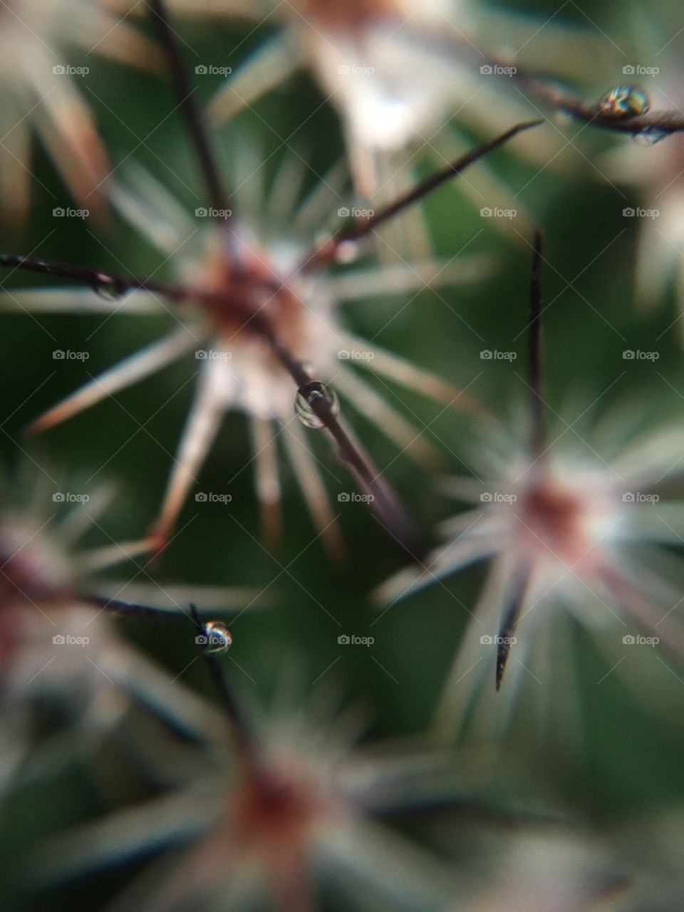 Dew drop on cactus plant