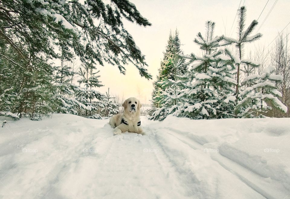 Portrait of dog in snow