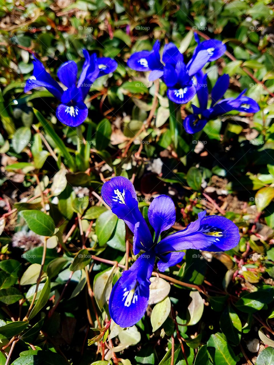 flower Nature color