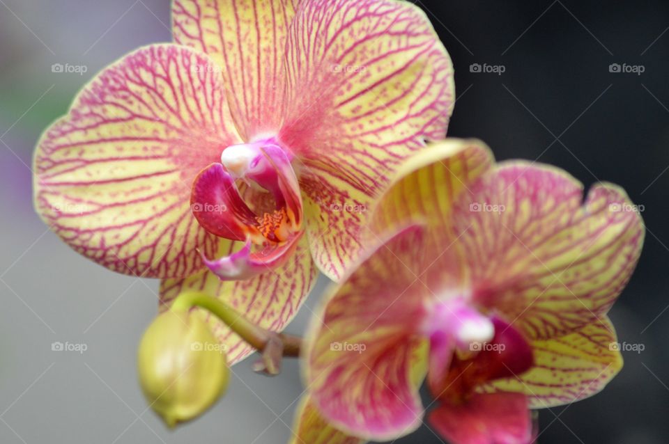 orchid