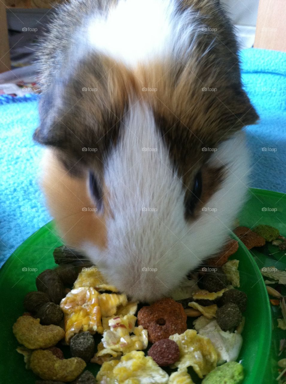 Hungry guinea pig 