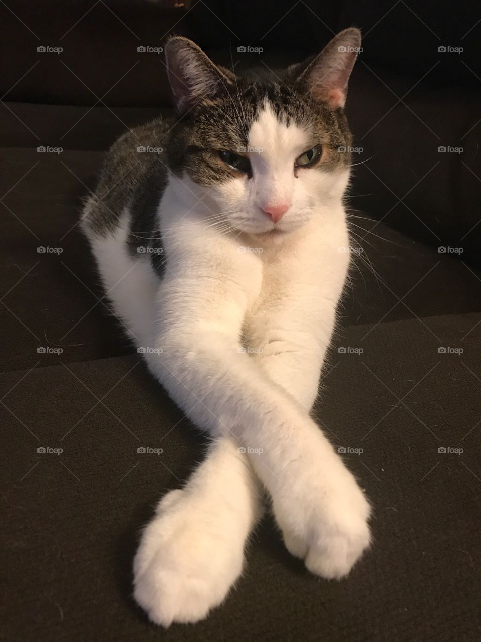 My cat, Casey. He love crossing his paws. 