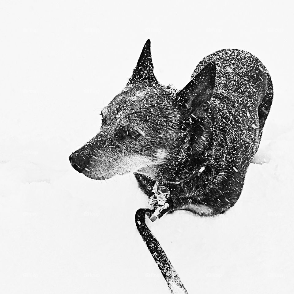 Dog in Snow
