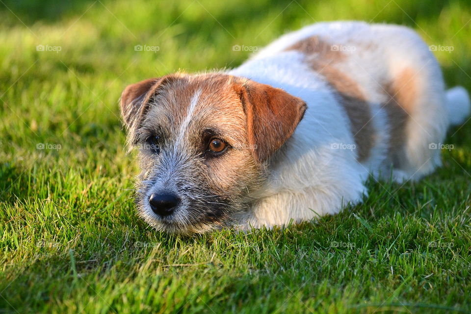 Puppy sitting on grass