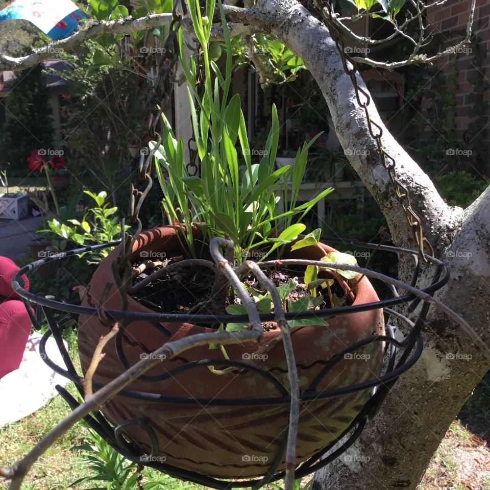 Green plant in a planter hanging from the tree branch