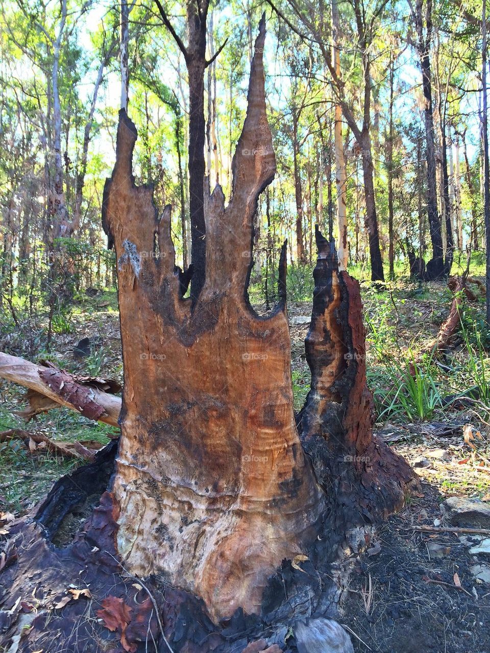 Burnt tree stump 