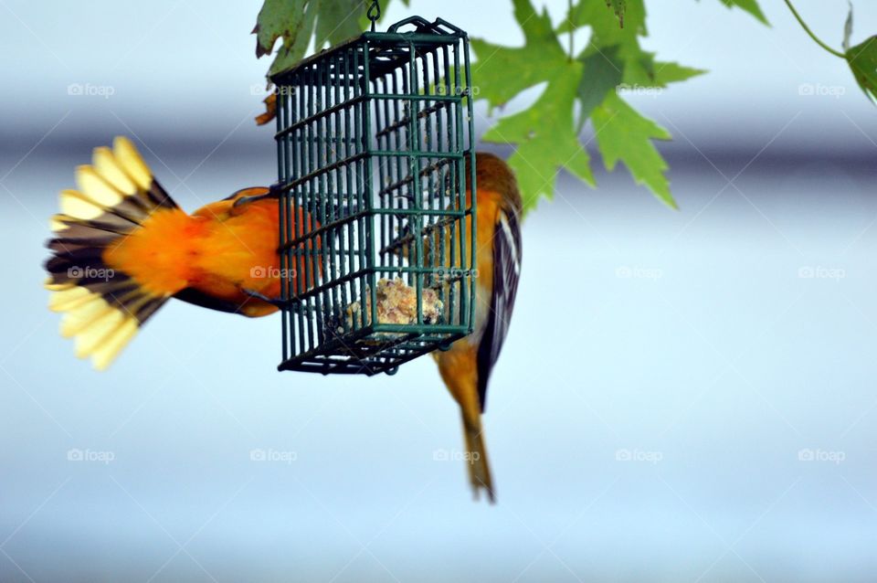 Two oriole's feed on suet. 