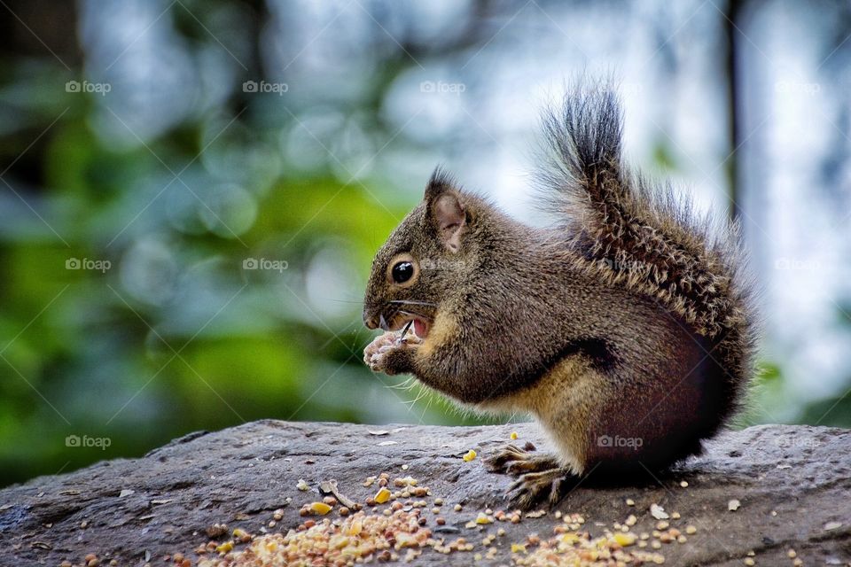 Douglas squirrel