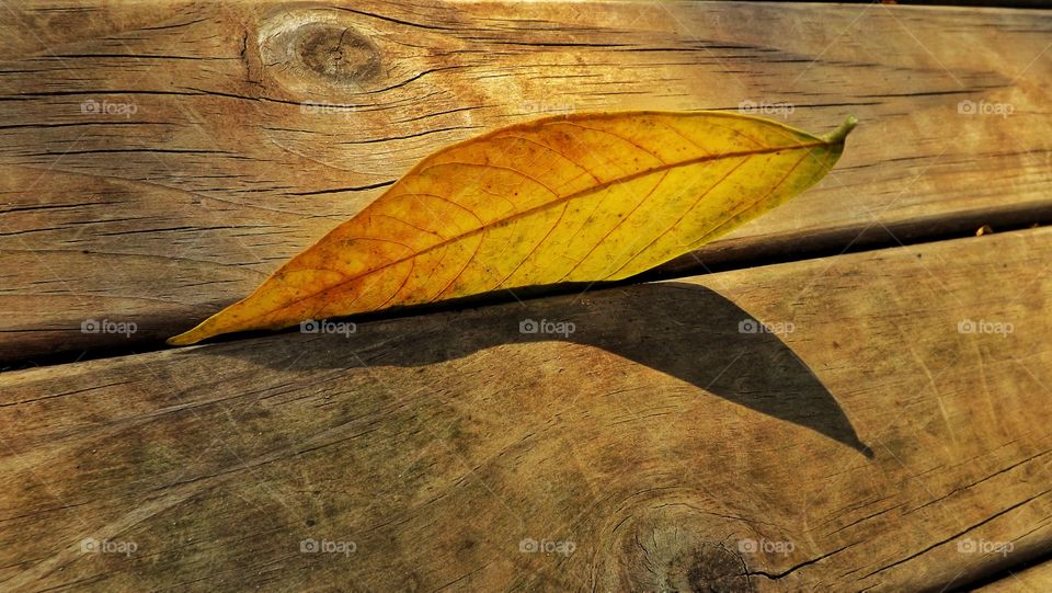 Yellow leaf shadow on deck