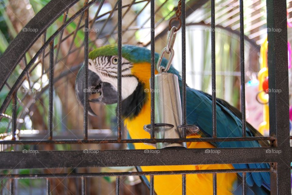 Parrot close up in cage