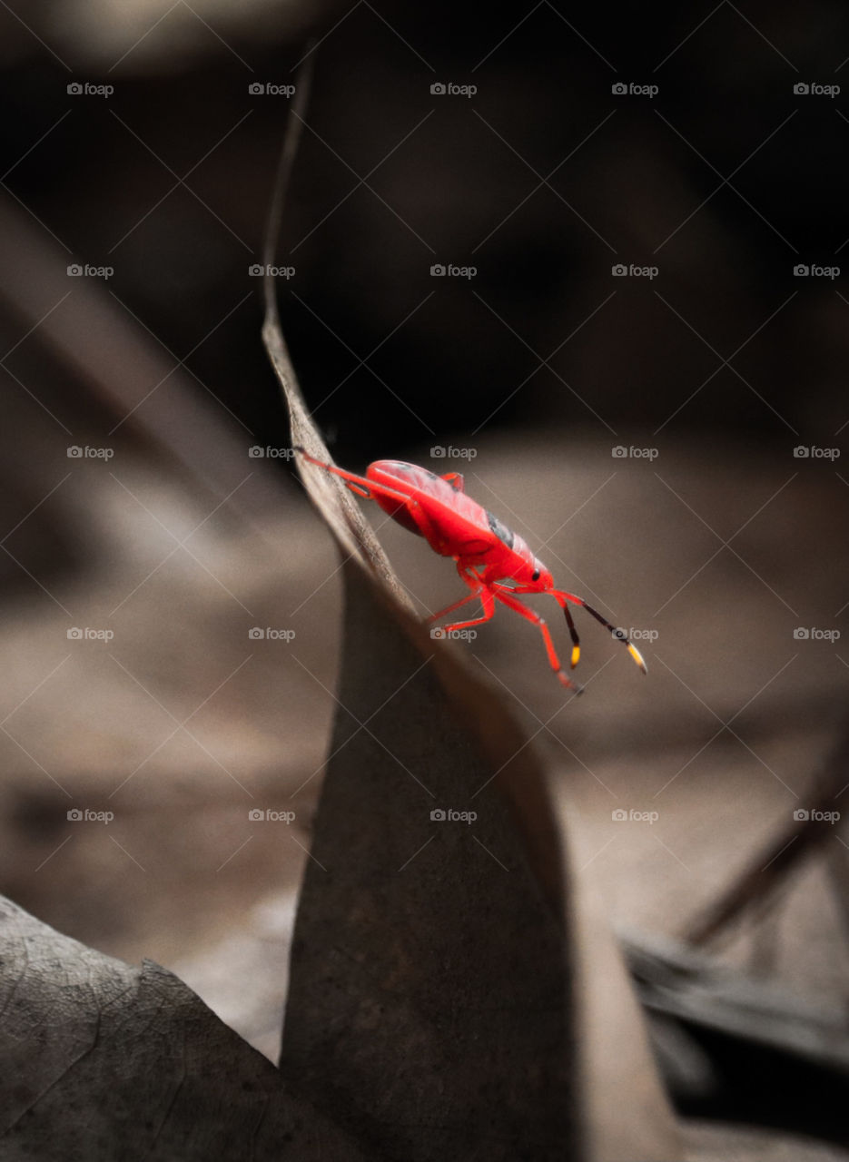 red bug