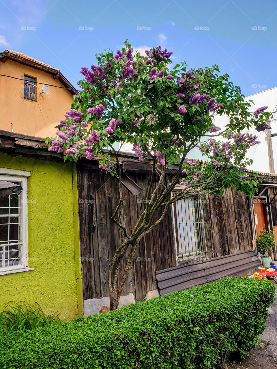 A lovely lilac in front of an old barrack