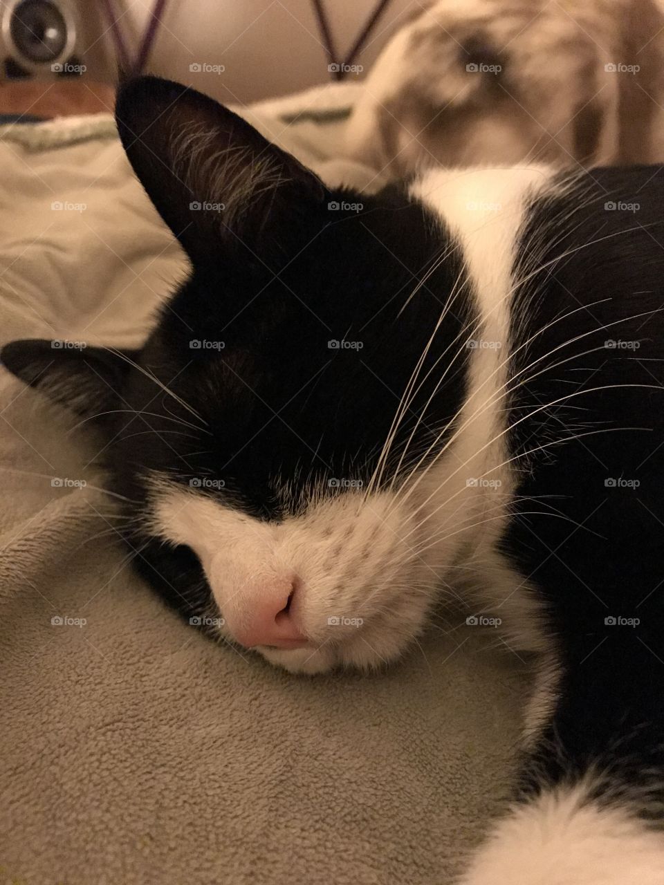 Sleepy black & white cat 