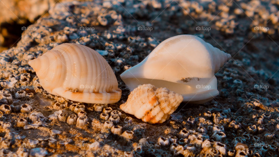 Close-up conch shell on beach