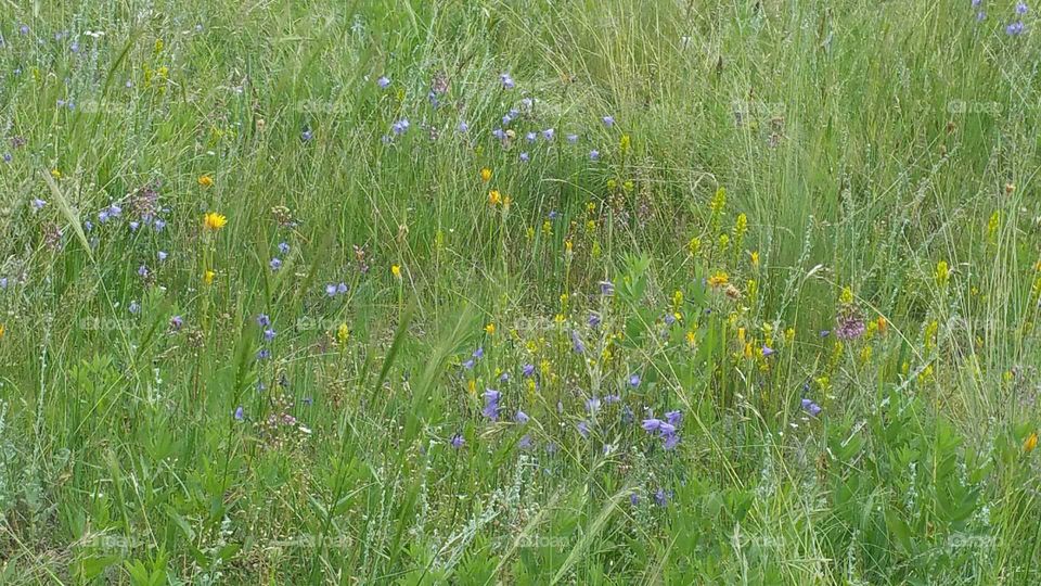 Field of wildflowers