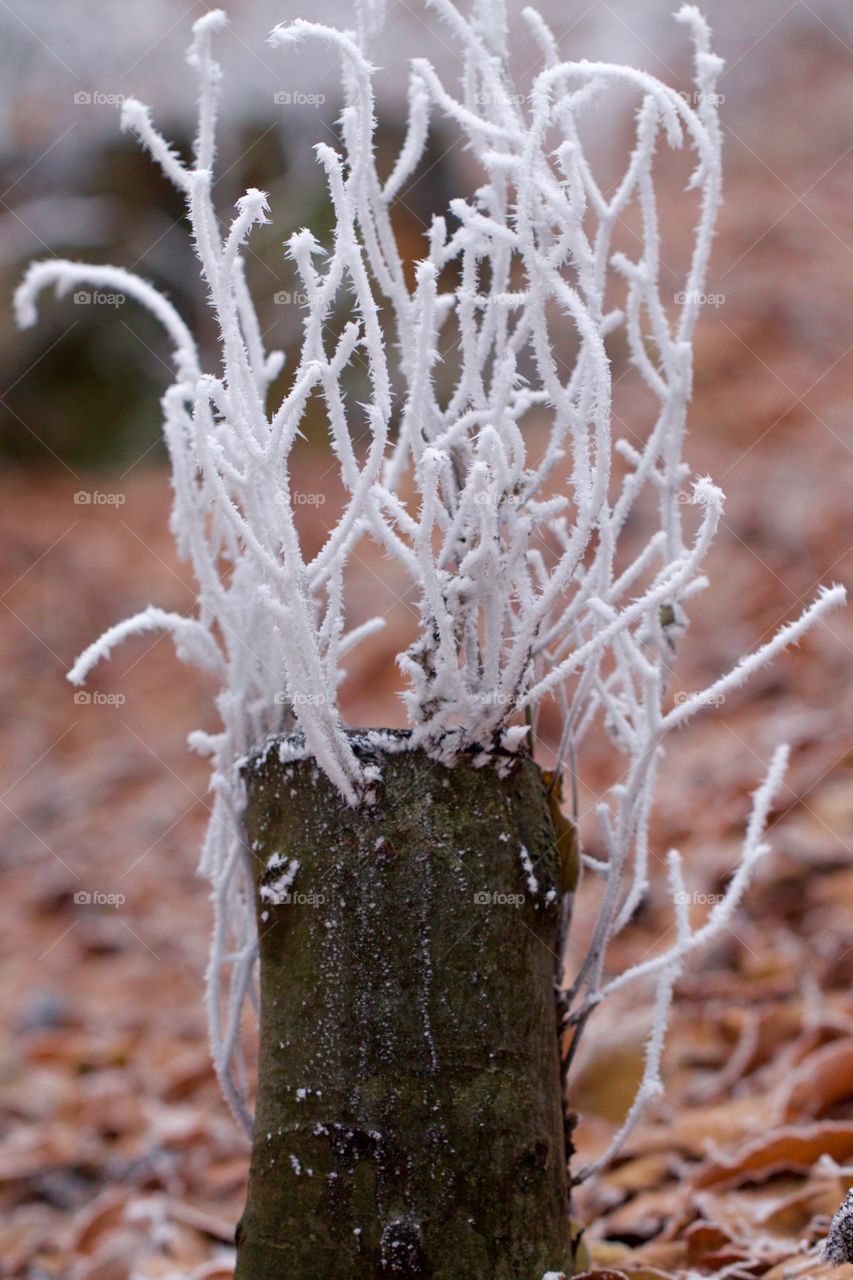 Frozen tree trunk