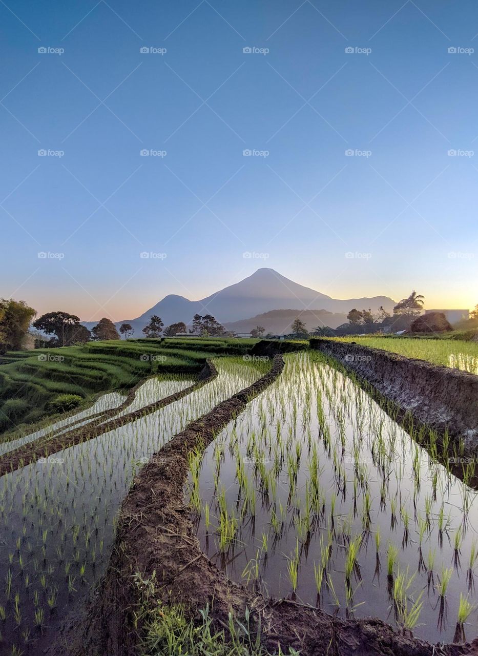 one of the rice fields behind which there is a beautiful mountain