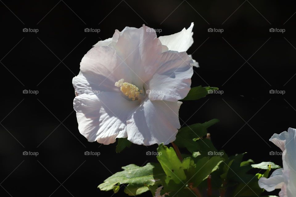 white hibiscus 