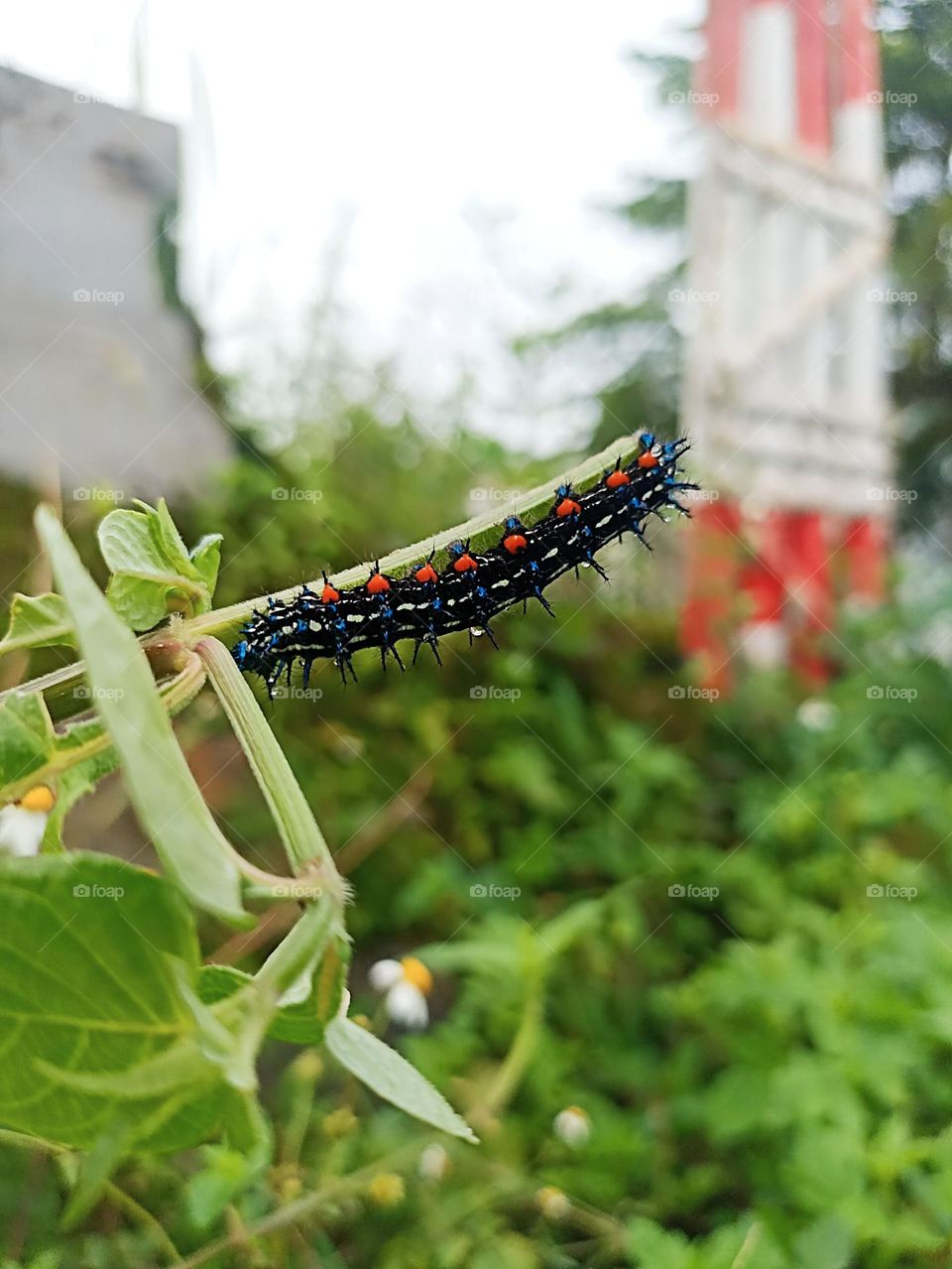 Close-up of a colorful caterpillar crawling on a plant twig. The caterpillar is black with spines and red and blue spots