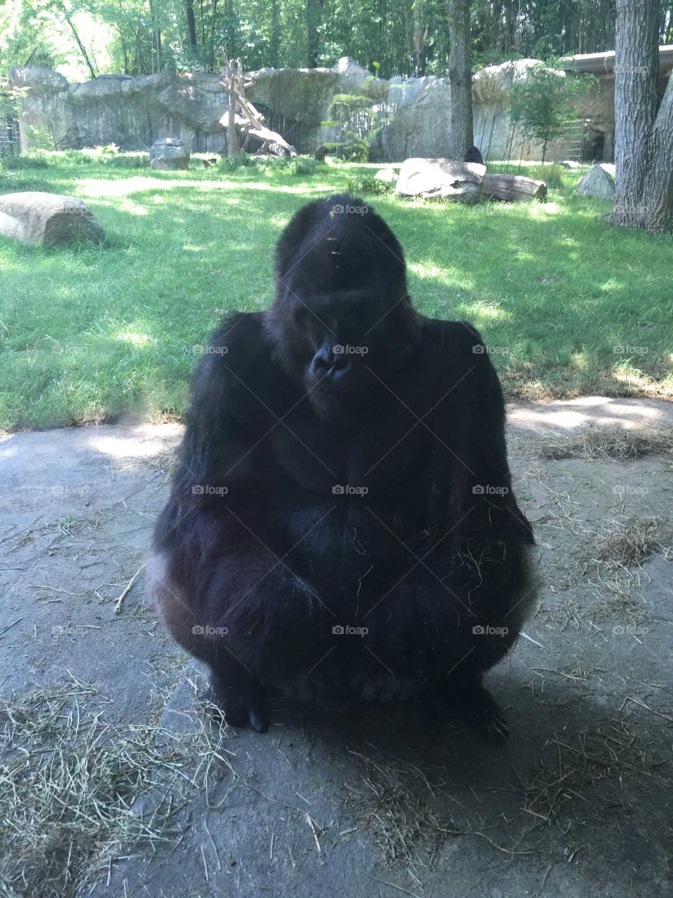 gorilla close up