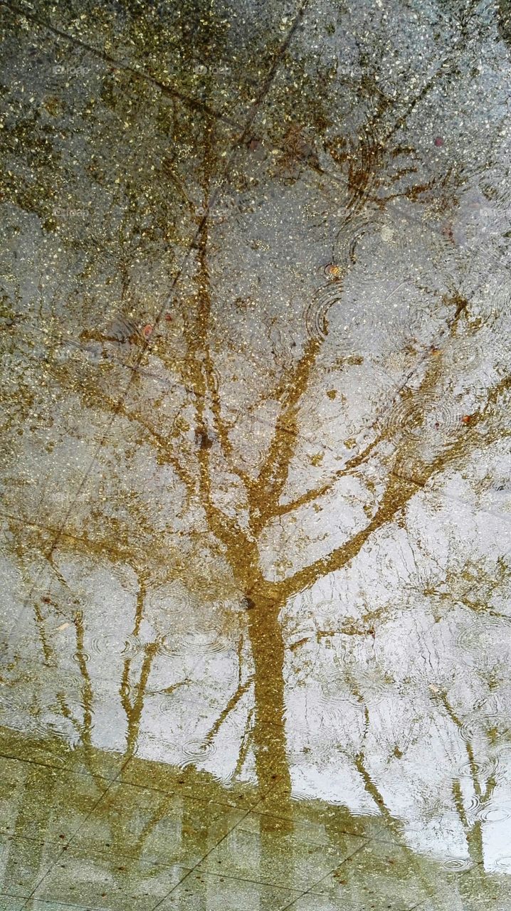 trees reflected in a puddle