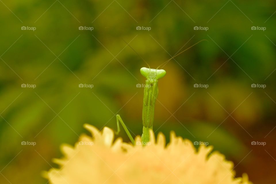 praying mantis on plant