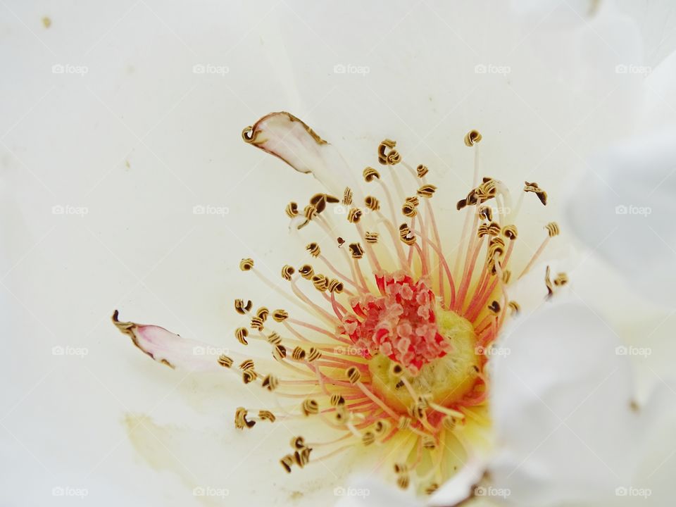 The beauty of the flowers