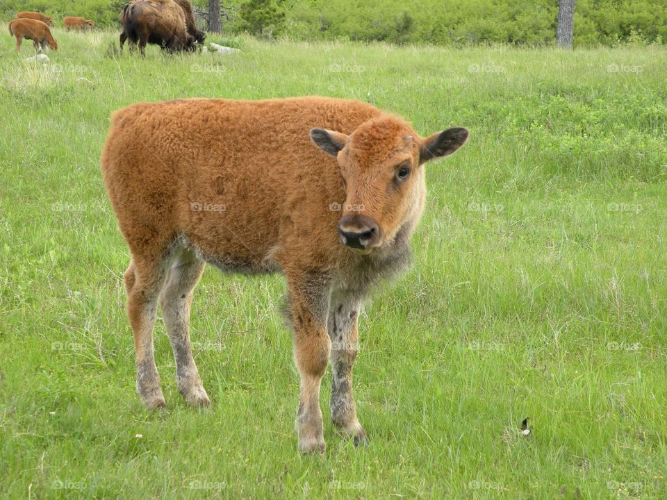 Young buffalo 