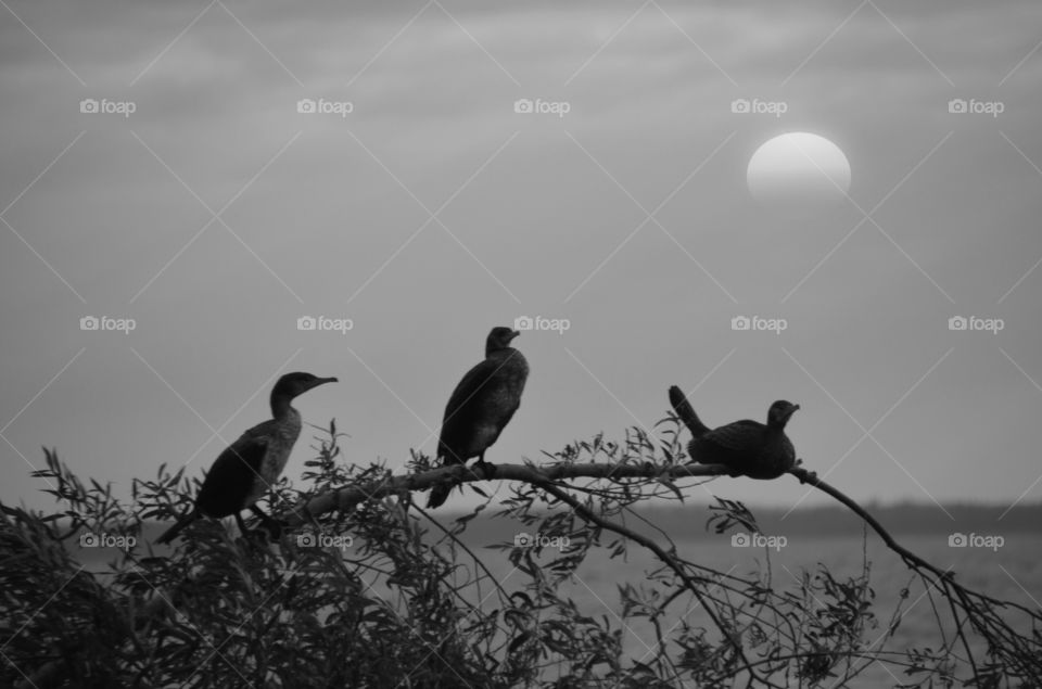 Cormorant trio at sunset