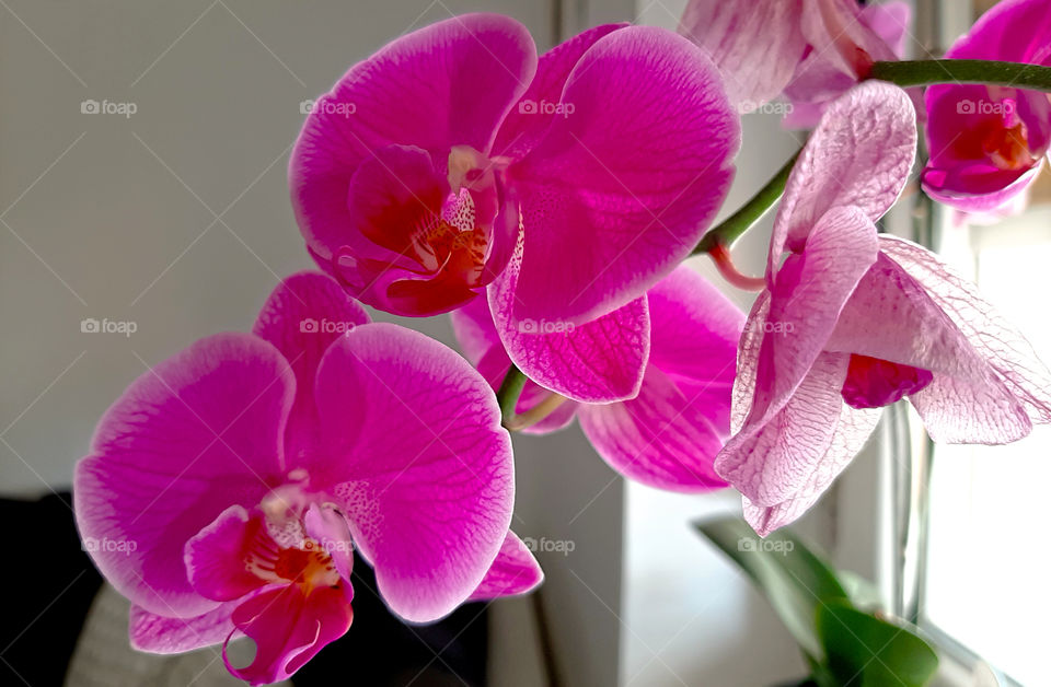 Pink orchids