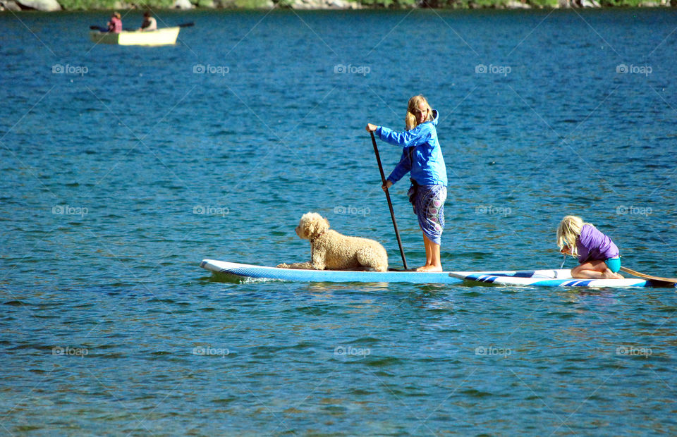 Labradoodle dog paddle boarding in lake during summer