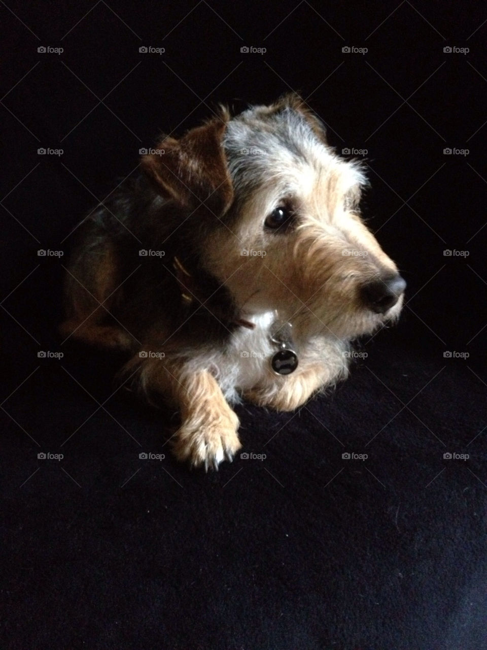 George the Terrier!. This is our very old terrier dog 