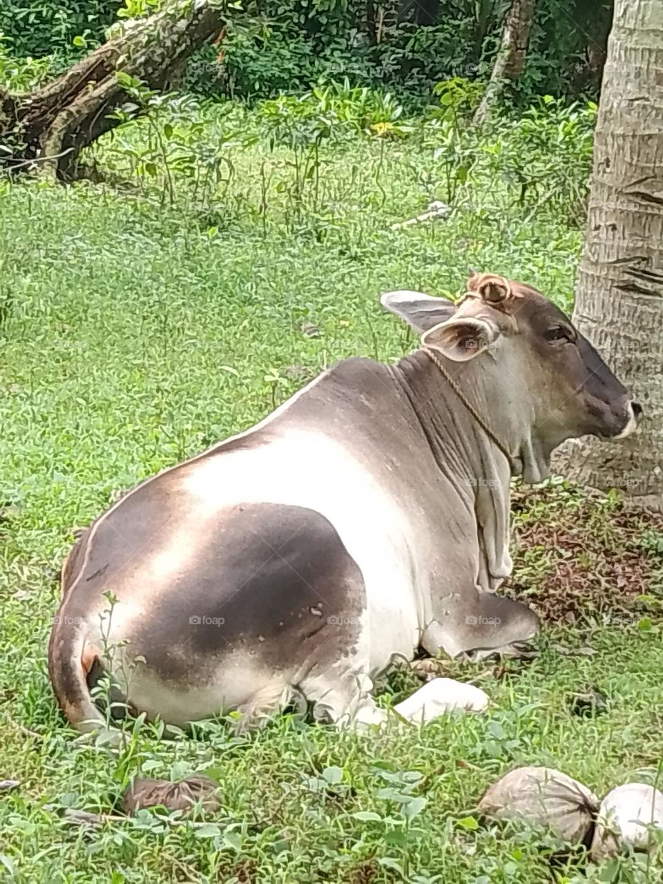 chillin cow 4