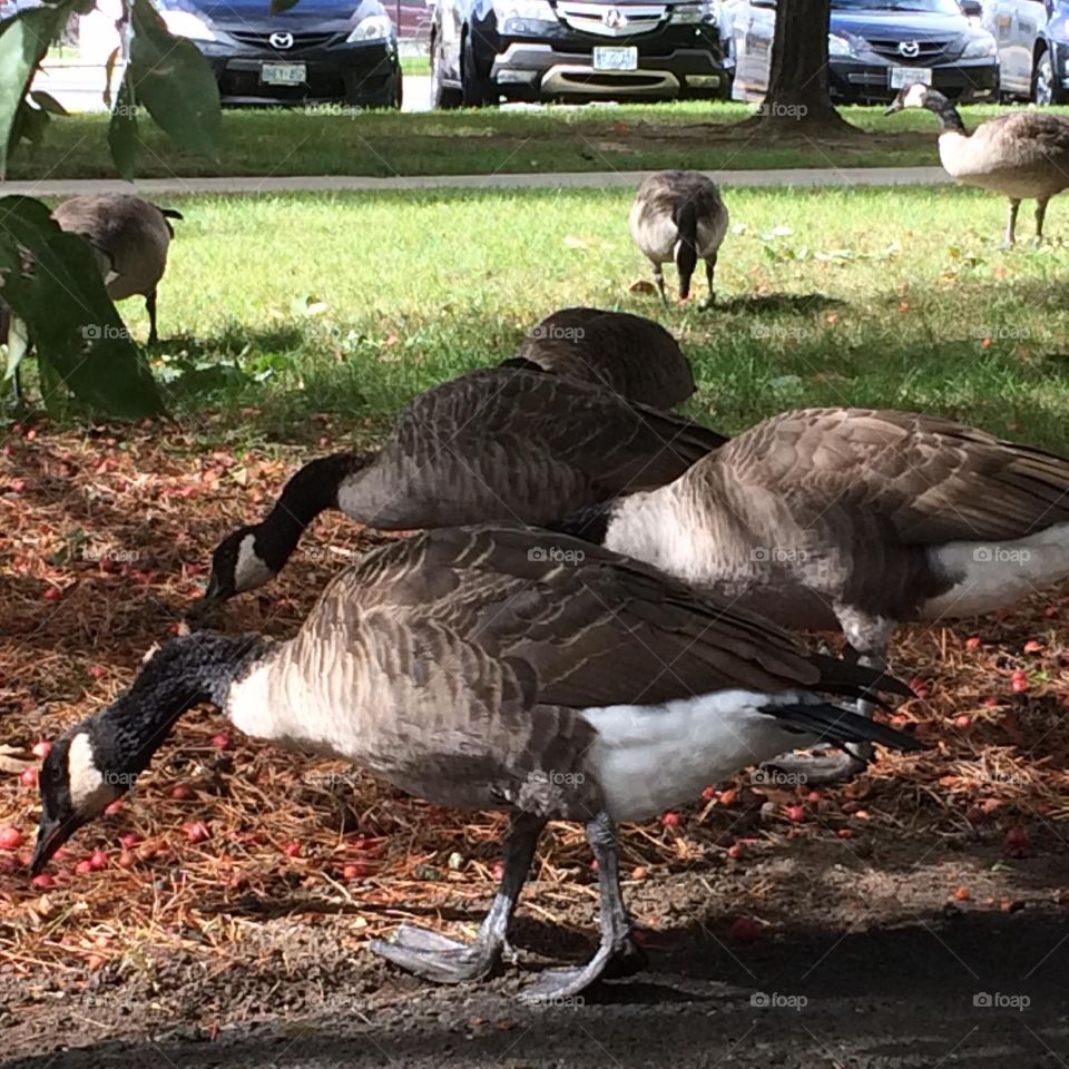 Canada geese 