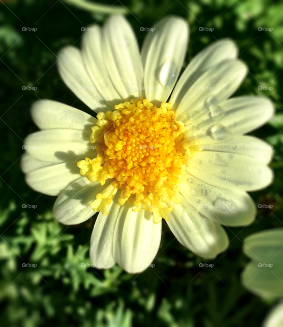 yellow white blossom beauty by probie15