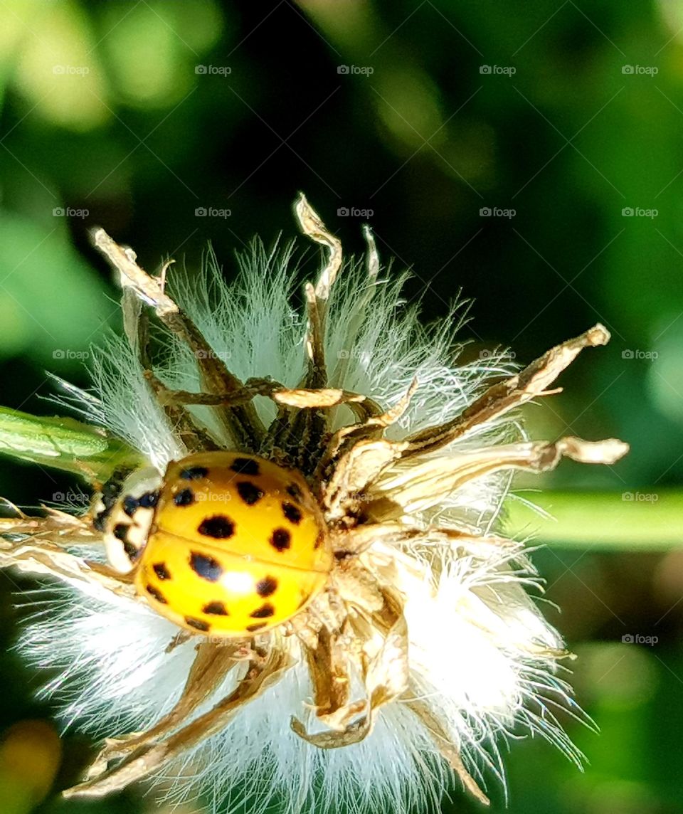 ladybug