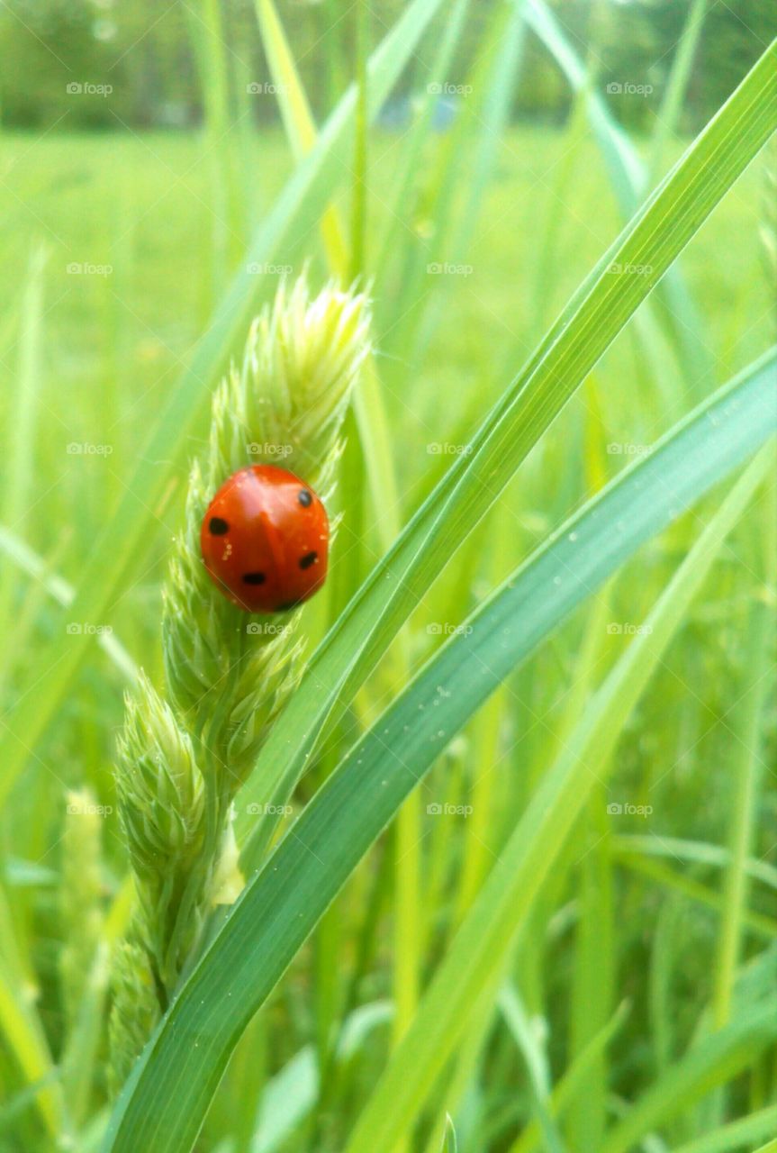 Grass, Nature, Ladybug, No Person, Leaf