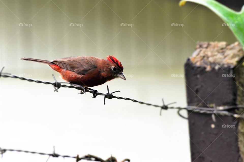 Bird/Pássaro.