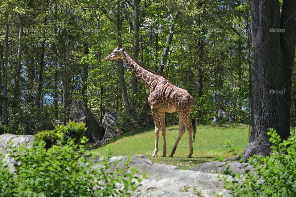 world of giraffe