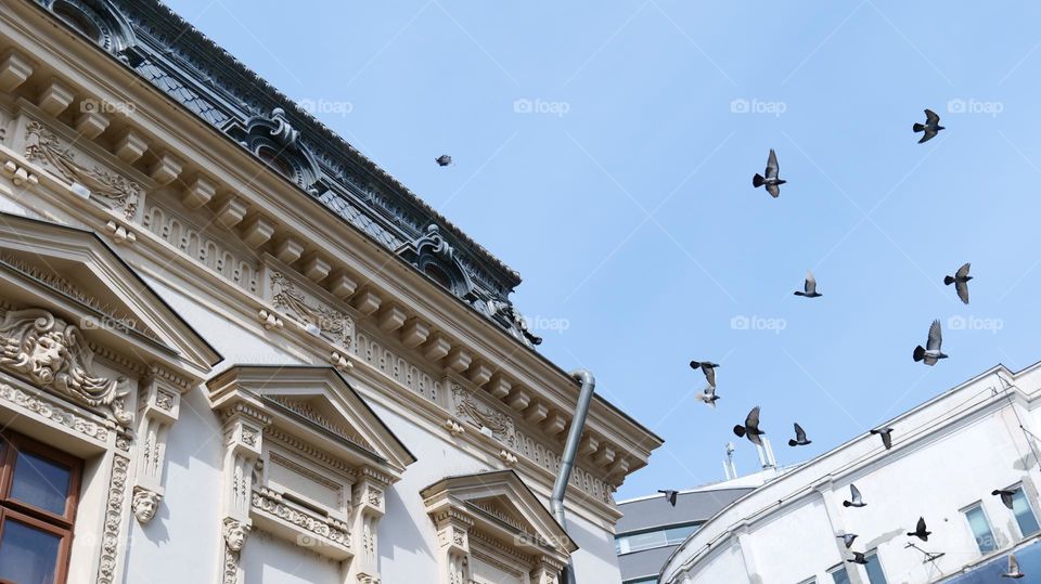 Birds and Architecture