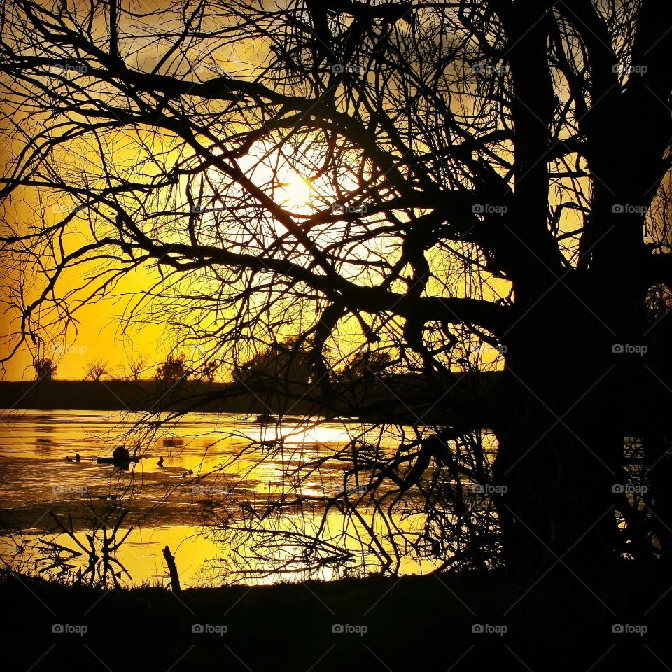 Sunset through Silhouettes