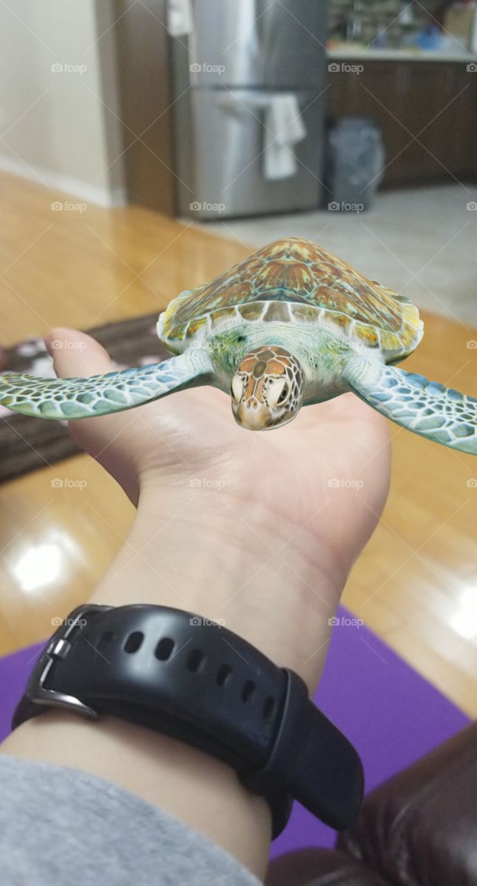 Have my own sea turtle