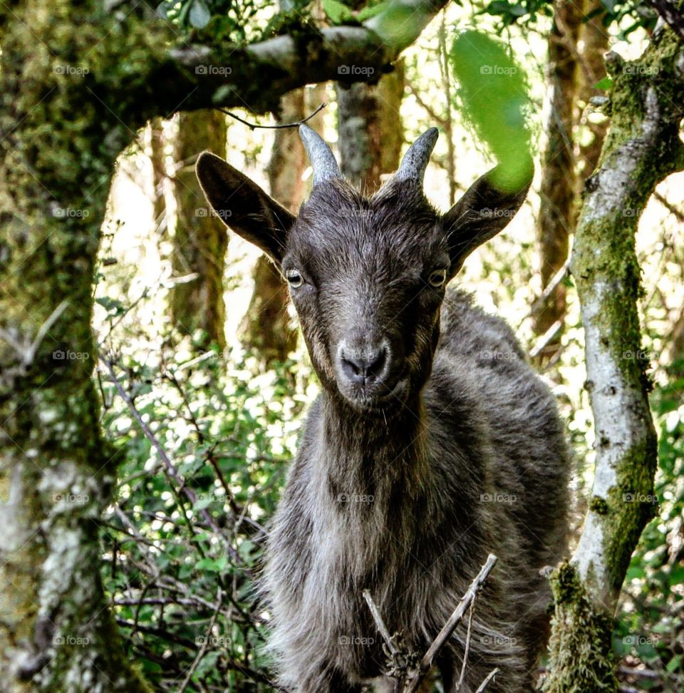Feral young Goatling