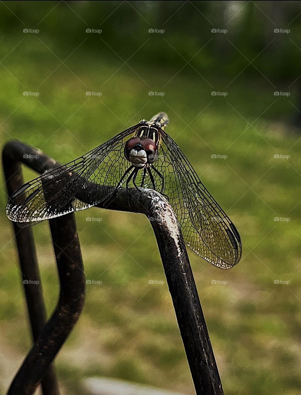 dragonfly